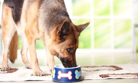 dog food