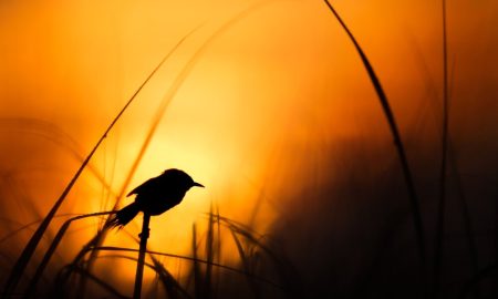 early-bird-4